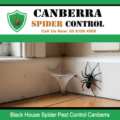 Black house spider pest control service for Canberra homes and living areas