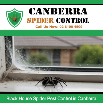 Spider control treating black house spider and webs on residential windows in Canberra