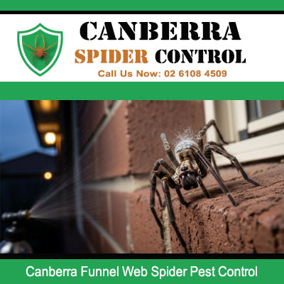 Funnel web spider on brick wall requiring pest control in Canberra ACT