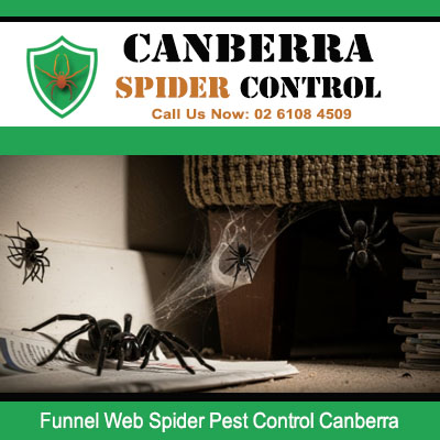 Professional funnel web spider pest control in Canberra residential properties