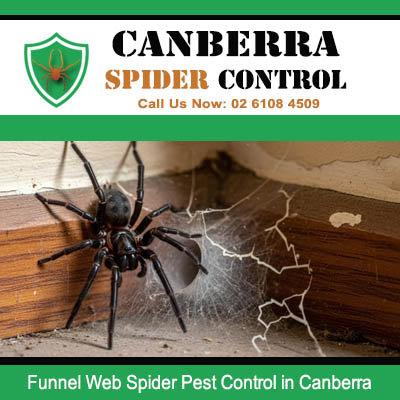 Funnel web spider requiring immediate pest control in Canberra homes