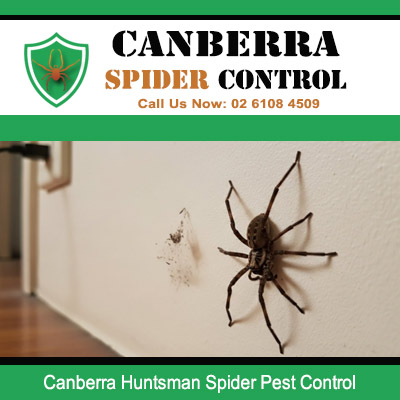 Spider pest control removing large huntsman spiders from indoor areas in Canberra