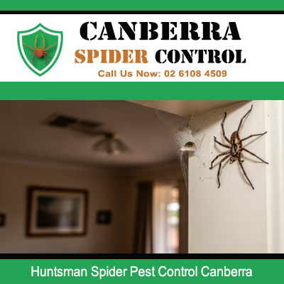 Large huntsman spider on white ceiling needing spider control in Canberra residences