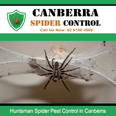 Spider pest control of huntsman spiders from ceiling corners and crevices in Canberra
