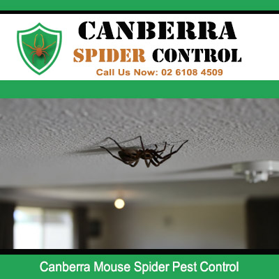 Spider pest control experts removing dangerous mouse spiders from indoor ceilings in Canberra