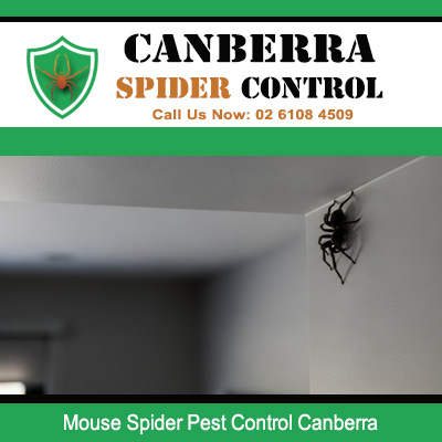 Mouse spider hanging from ceiling web requiring pest control in Canberra residences