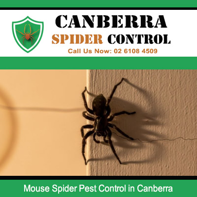 Venomous mouse spider pest control services for Canberra indoor areas