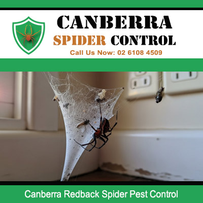 Redback spider nest removal service in Canberra home by professional pest control experts