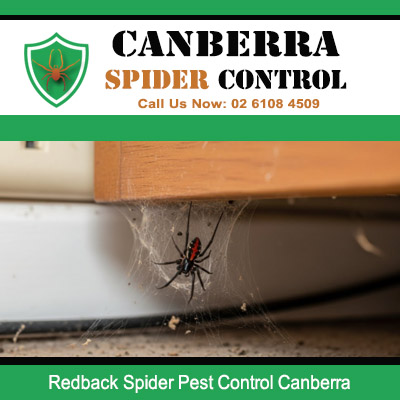 Redback spider in web under eaves requiring professional pest control services in Canberra
