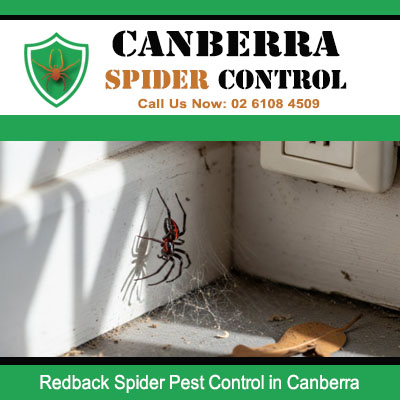 Redback spider pest control for home protection in Canberra