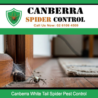 Spider control expert removing dangerous white tail spiders indoors in Canberra