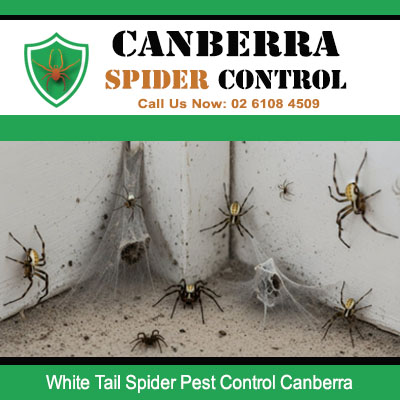 Multiple white tail spiders on wall corner needing spider pest control in Canberra
