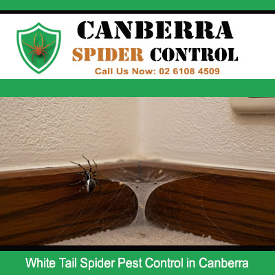 Professional spider extermination for white tail spiders hiding in home crevices in Canberra